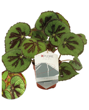 Begonia masoniana 'Rock'