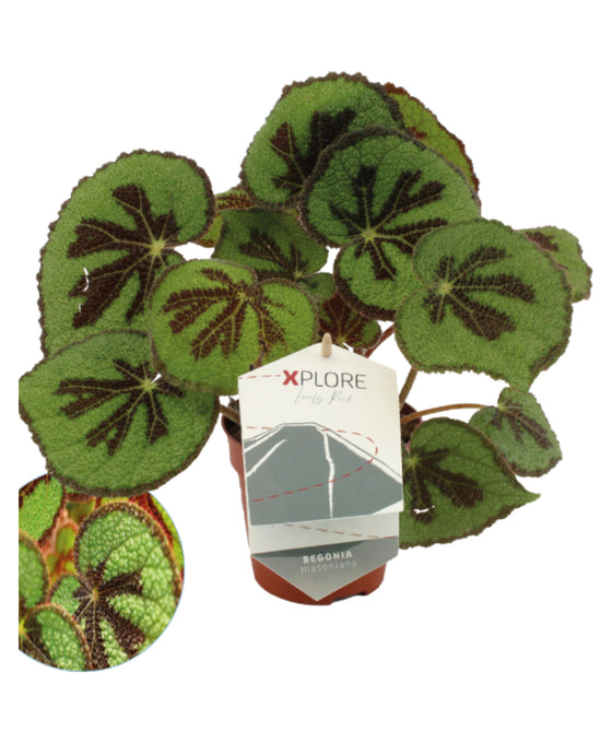 Begonia masoniana 'Rock' Image 1