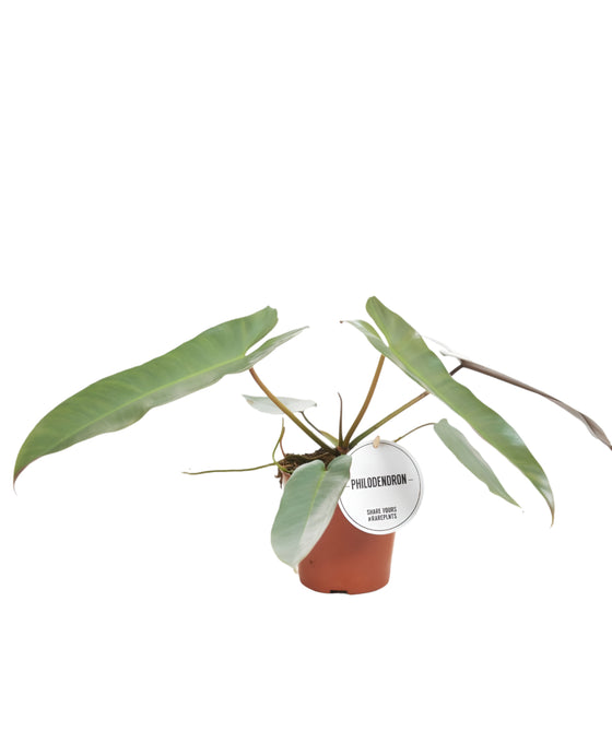 Philodendron atabapoense Image 1