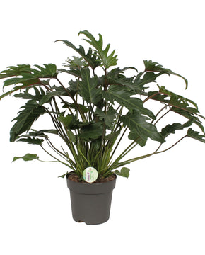 Philodendron xanadu