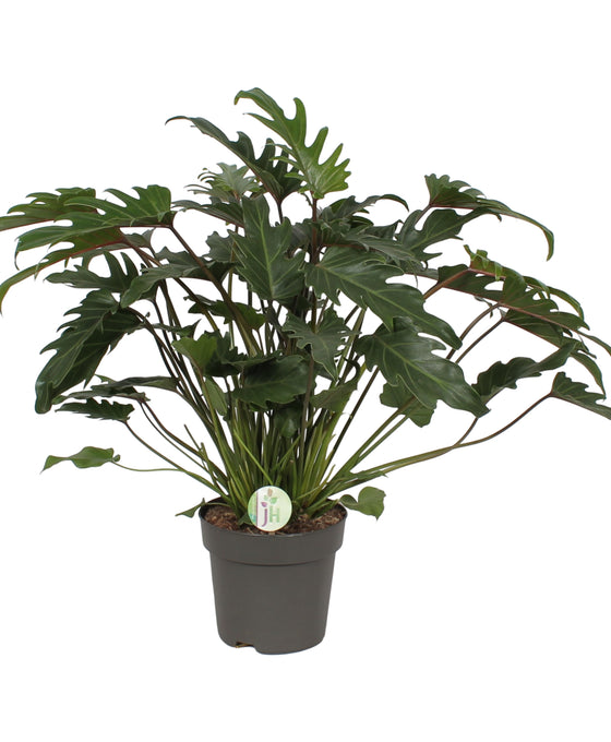 Philodendron xanadu Image 1