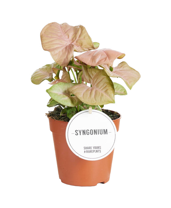 Syngonium podophyllum 'Neon Robusta' Image 1