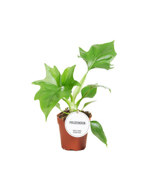 Philodendron Warszewiczii