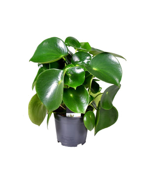 Peperomia polybotrya