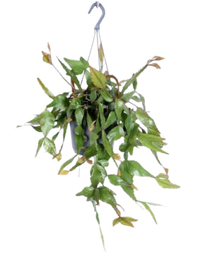 Rhipsalis elliptica