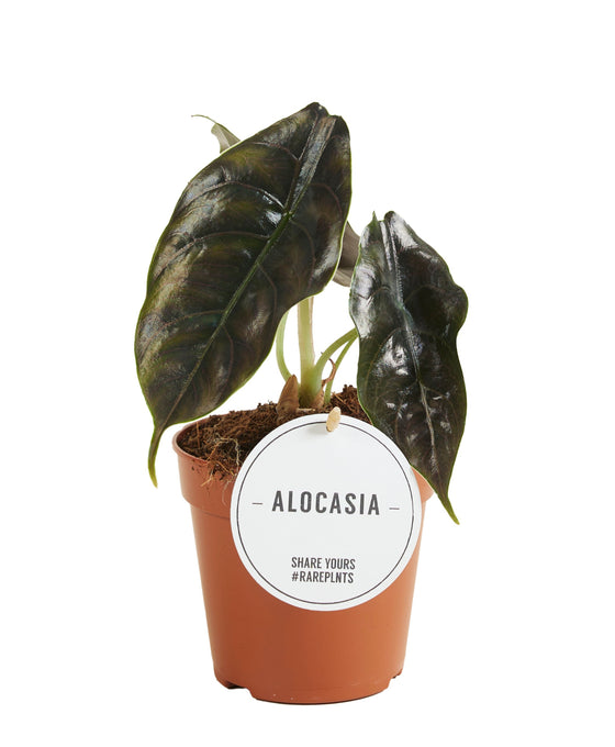 Alocasia azlanii Image 1