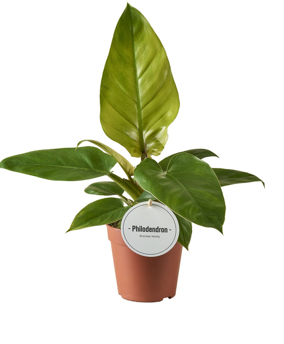 Philodendron 'Jungle Fever' Image 1