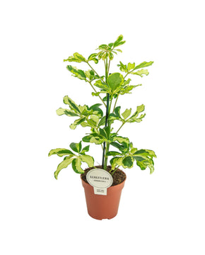 Schefflera arboricola 'Charlotte' (syn. Heptapleurum arboricola)