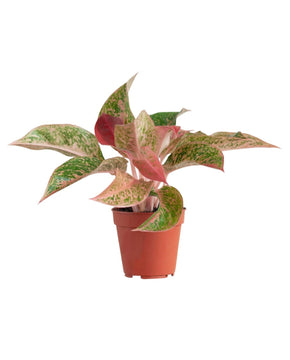 Aglaonema 'Prosperity'
