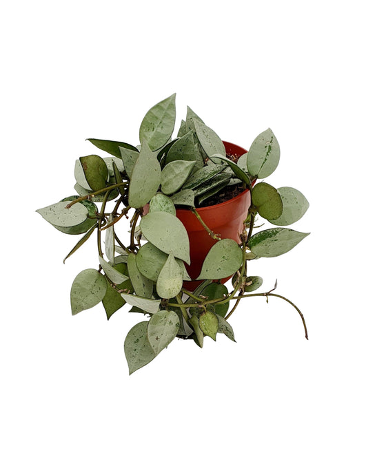 Hoya krohniana 'Eskimo' Image 1
