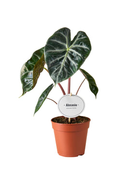 Alocasia 'Pink Dragon'