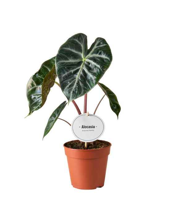 Alocasia 'Pink Dragon' Image 1