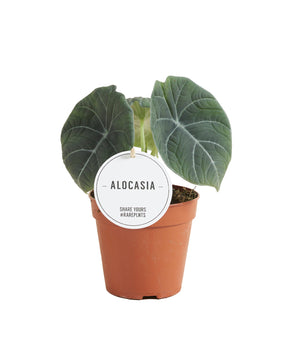 Alocasia maharani