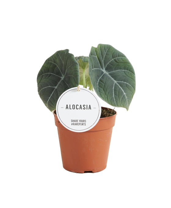 Alocasia maharani Image 1