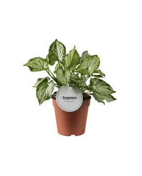 Syngonium podophyllum 'Mouse Ears'