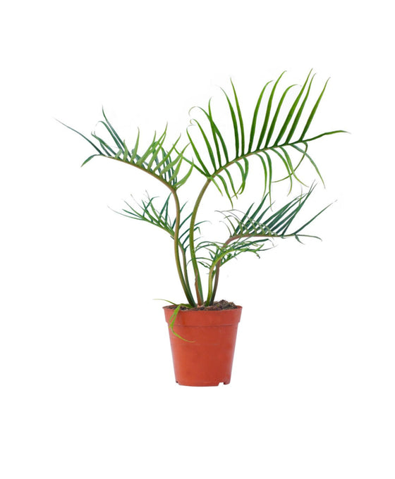 Philodendron tortum Image 1