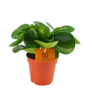 Peperomia obtusifolia