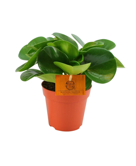 Peperomia obtusifolia Image 2