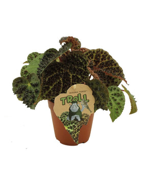 Begonia ferox