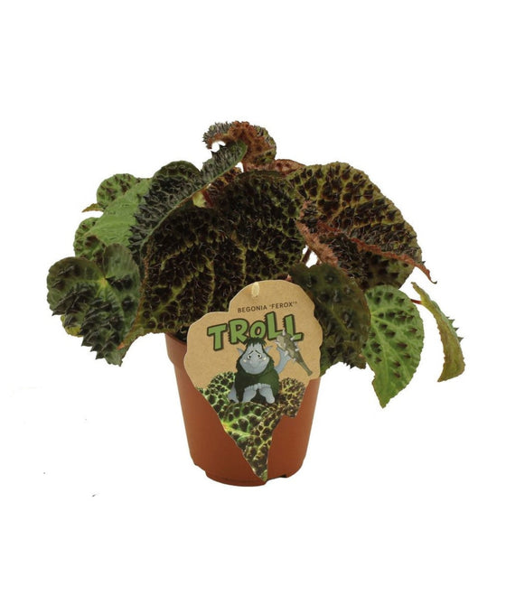 Begonia ferox Image 1