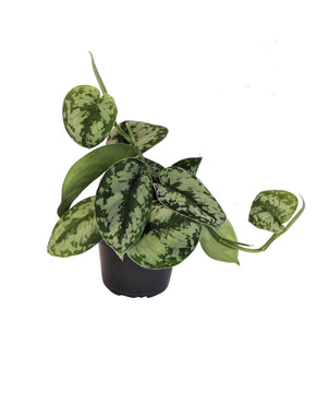 Scindapsus pictus 'Trebie'