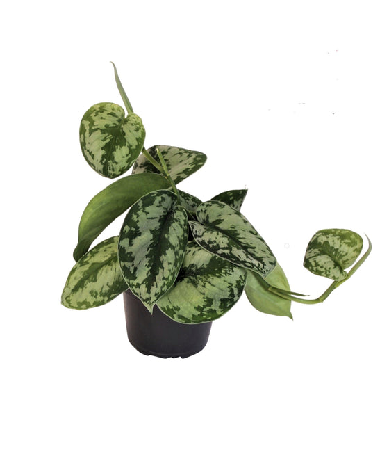 Scindapsus pictus 'Trebie' Image 1