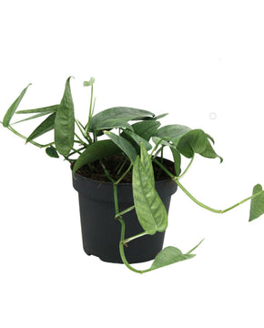 Epipremnum pinnatum 'Cebu Blue'