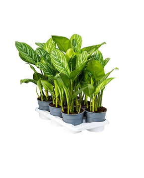 Aglaonema 'Stripes'