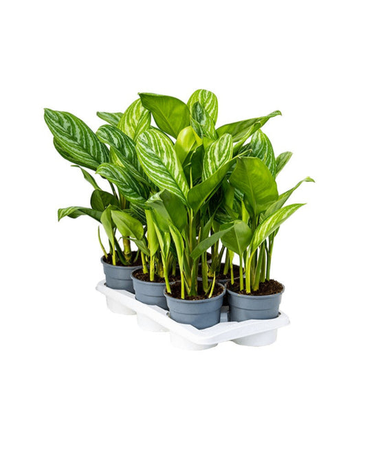 Aglaonema 'Stripes' Image 1