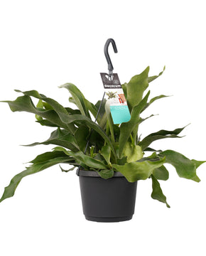 Platycerium bifurcatum - Staghorn fern