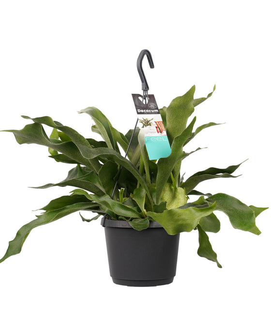 Platycerium bifurcatum - Staghorn fern Image 1