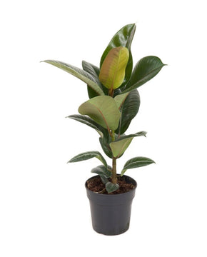 Ficus elastica