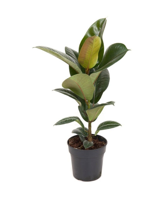 Ficus elastica Image 1