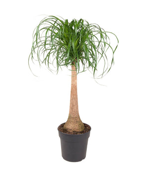 Beaucarnea recurvata