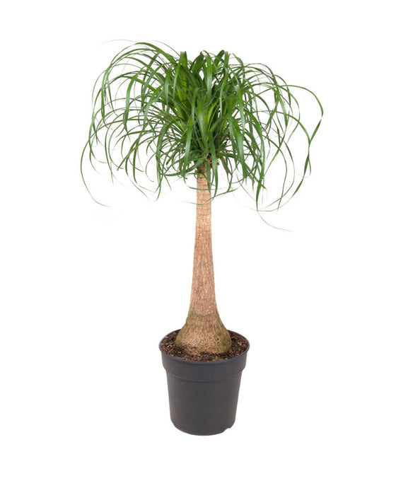 Beaucarnea recurvata Image 1