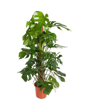 Monstera deliciosa
