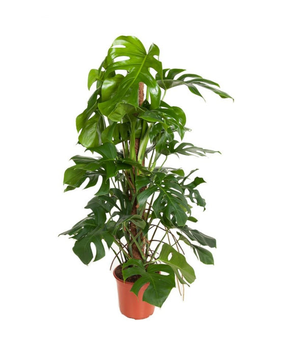 Monstera deliciosa Image 1