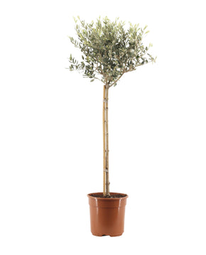 Olea europaea - Olive Tree
