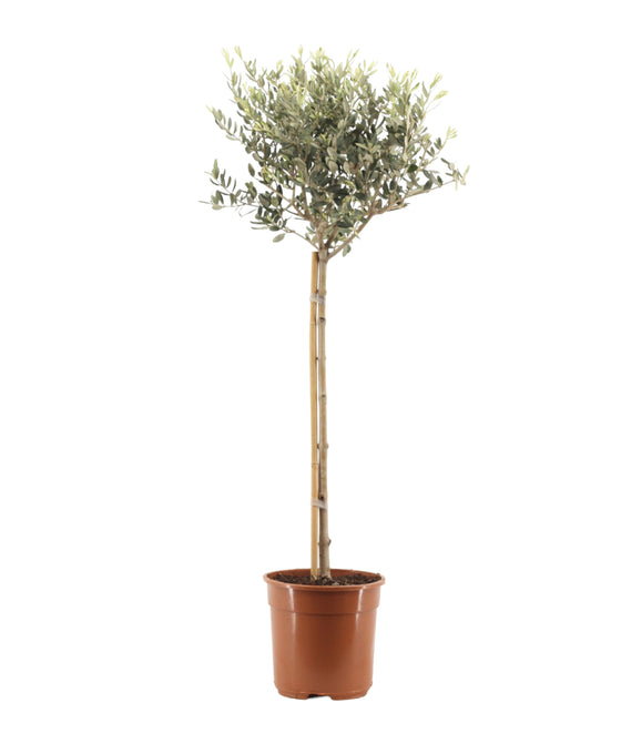 Olea europaea - Olive Tree Image 2