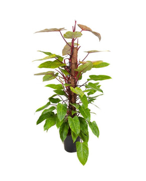 Philodendron ‘Painted Lady’