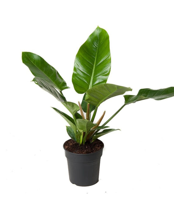 Philodendron 'Imperial Green' Image 3