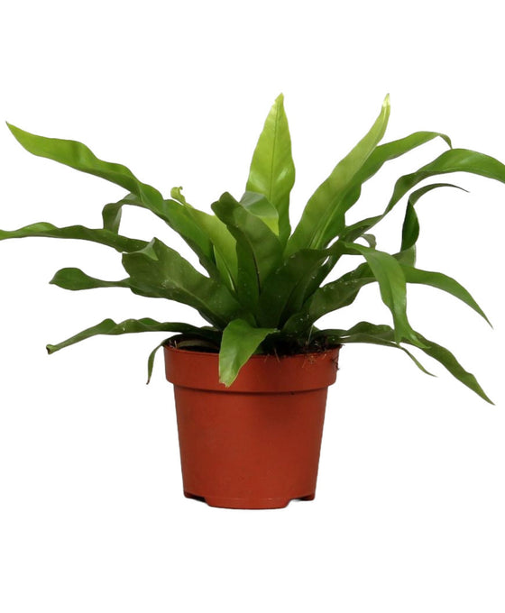 Asplenium antiquum Image 1