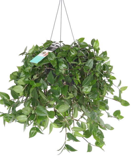Tradescantia mundula 'Green Hill' Image 2
