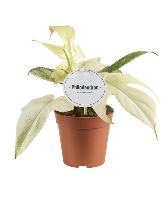 Philodendron 'Florida Ghost' Image 1