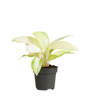 Aglaonema 'Arctic Lime'