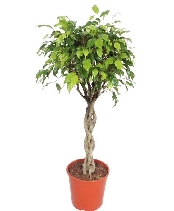 Ficus benjamina Image 1