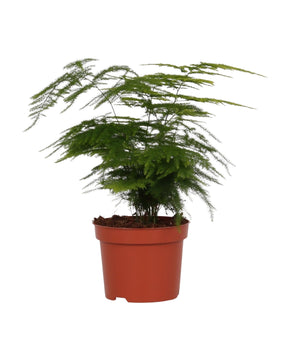 Asparagus setaceus - Asparagus fern
