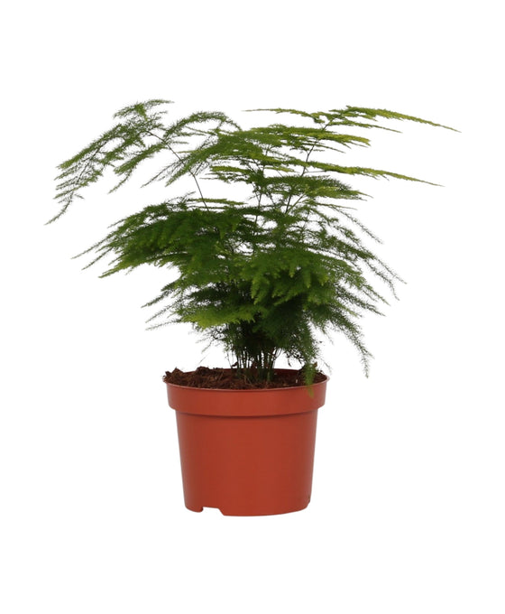 Asparagus setaceus - Asparagus fern Image 1