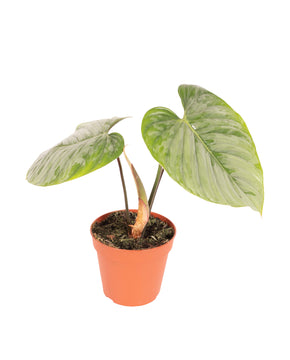 Philodendron sodiroi