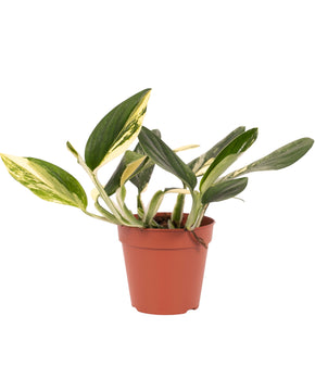 Monstera standleyana 'Aurea Variegated'